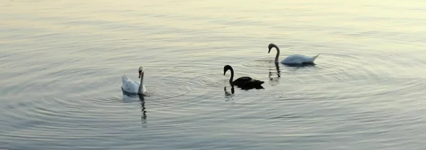 Swans on lake - on Helen O'Gorman Therapy website - Counselling & Psychotherapy In Hertfordshire & Online