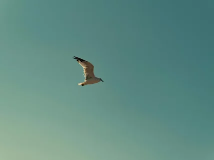 Bird flying - on Helen O'Gorman Therapy website - Counselling & Psychotherapy In Hertfordshire & Online