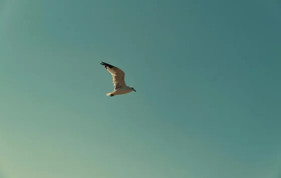 Bird flying - on Helen O'Gorman Therapy website - Counselling & Psychotherapy In Hertfordshire & Online